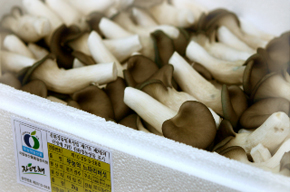 Oyster Mushrooms